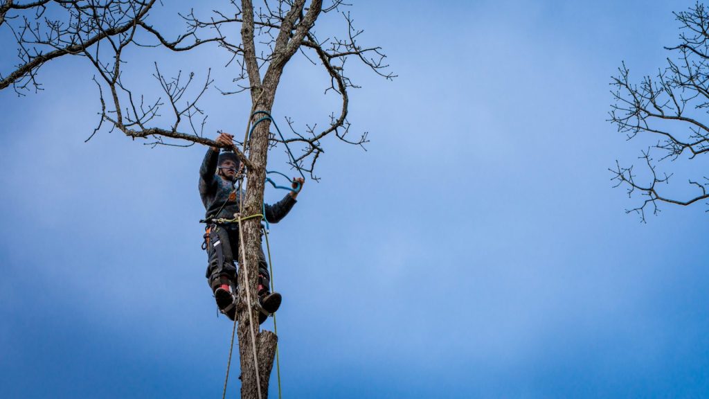 tree service