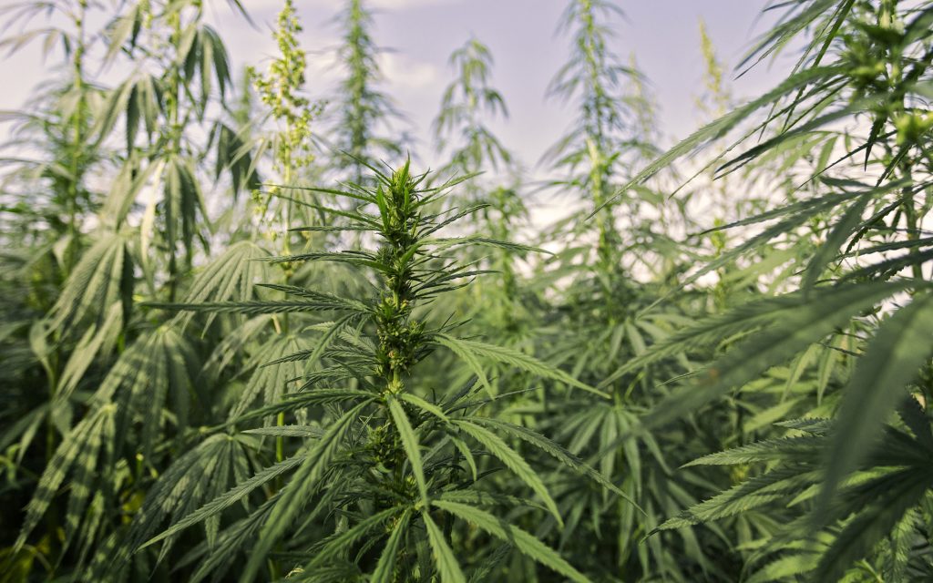 CBD Oils & Flowers